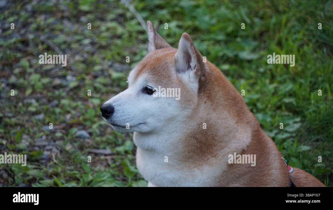 Adorable Shiba Inu: A Japanese Icon with a Spirited Personality Stock ...