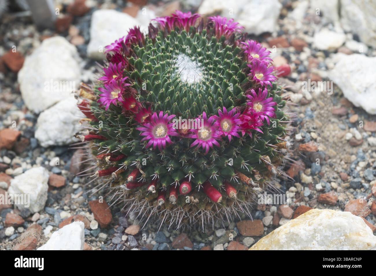 Cactaceae mammillaria hi-res stock photography and images - Page 10 - Alamy