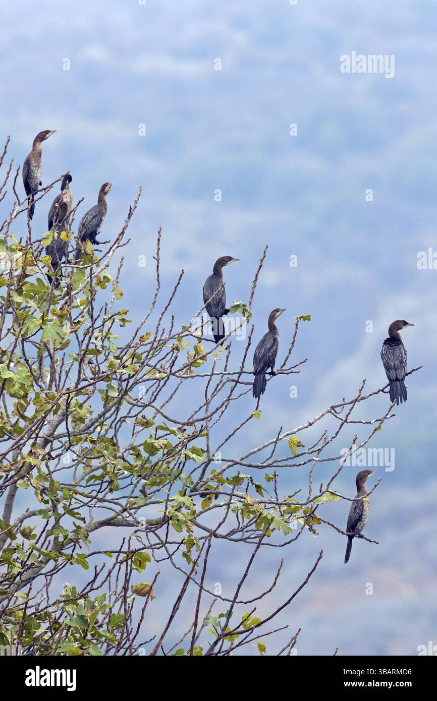 Dwarf cormorant, roosting tree, colony, group, cormorant, cormorants ...