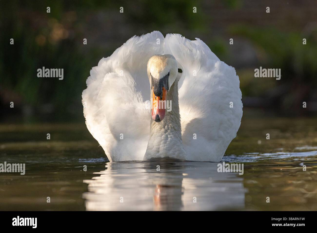 Kidderminster, UK. 13th May, 2025. UK weather: a wild mute swan heads out in the early morning's dappled sunshine in the Midlands as temperatures start to climb heading for the predicted, and very comfortable, low 20's today. Credit: Lee Hudson/Alamy Live News Stock Photo