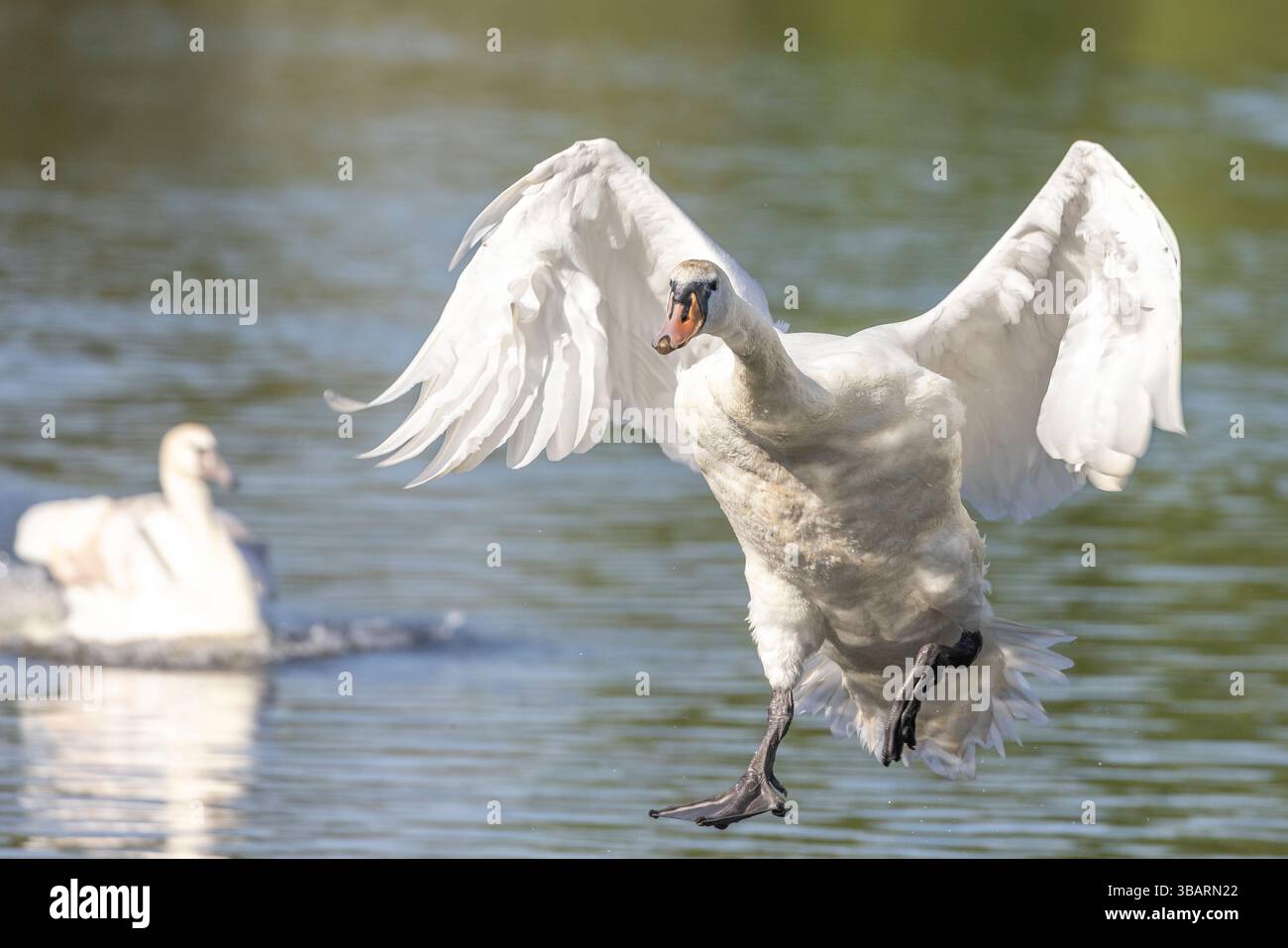 Kidderminster, UK. 13th May, 2025. UK weather: a light-footed mute swan readies itself for touchdown on water in the early morning sunshine in the Midlands as temperatures start to climb, heading for the predicted, and very comfortable, low 20's today. Credit: Lee Hudson/Alamy Live News Stock Photo