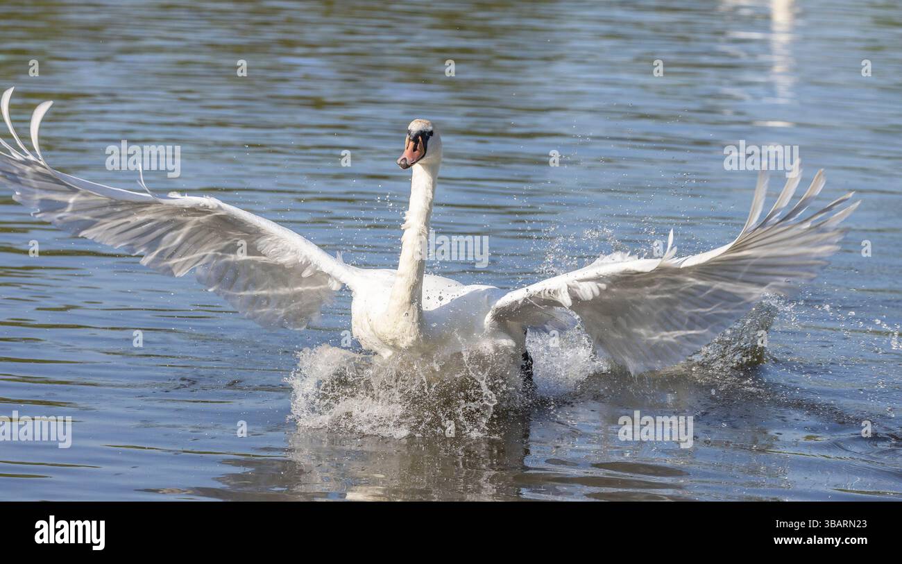 Kidderminster, UK. 13th May, 2025. UK weather: a mute swan lands with a splash on water in the early morning sunshine in the Midlands and temperatures start to climb heading for the predicted, and very comfortable, low 20's today. Credit: Lee Hudson/Alamy Live News Stock Photo