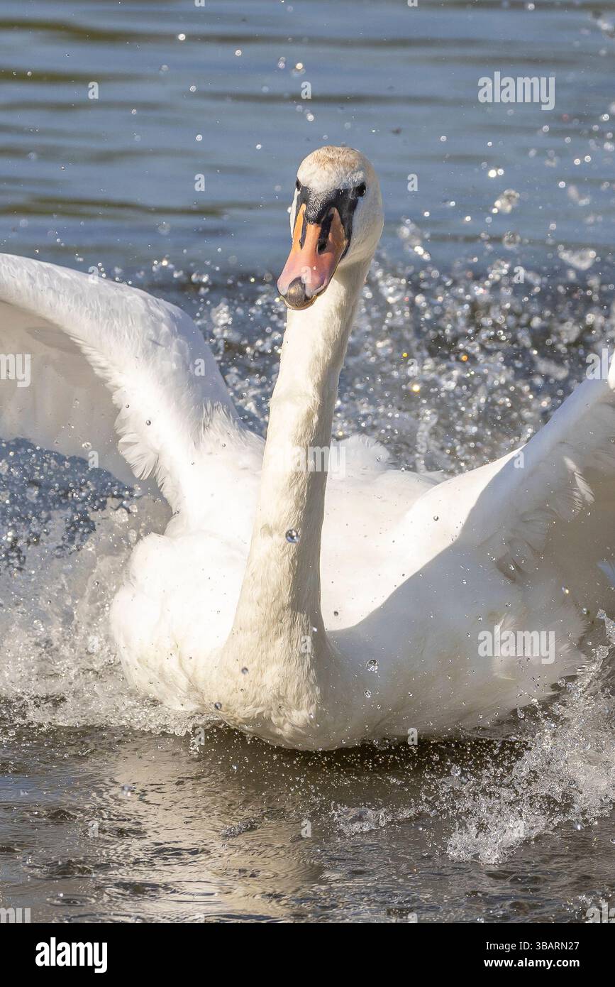 Kidderminster, UK. 13th May, 2025. UK weather: a mute swan lands with a splash on water in the early morning sunshine in the Midlands and temperatures start to climb heading for the predicted, and very comfortable, low 20's today. Credit: Lee Hudson/Alamy Live News Stock Photo