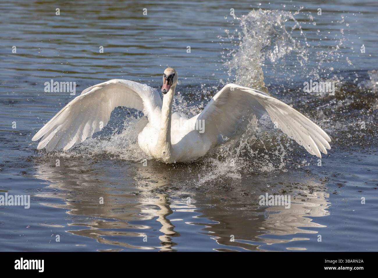 Kidderminster, UK. 13th May, 2025. UK weather: a mute swan lands with a splash on water in the early morning sunshine in the Midlands and temperatures start to climb heading for the predicted, and very comfortable, low 20's today. Credit: Lee Hudson/Alamy Live News Stock Photo