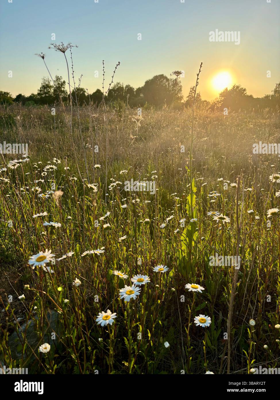 Wild flower daisies in English meadow at sunset - Smartphone Captured Stock Image
