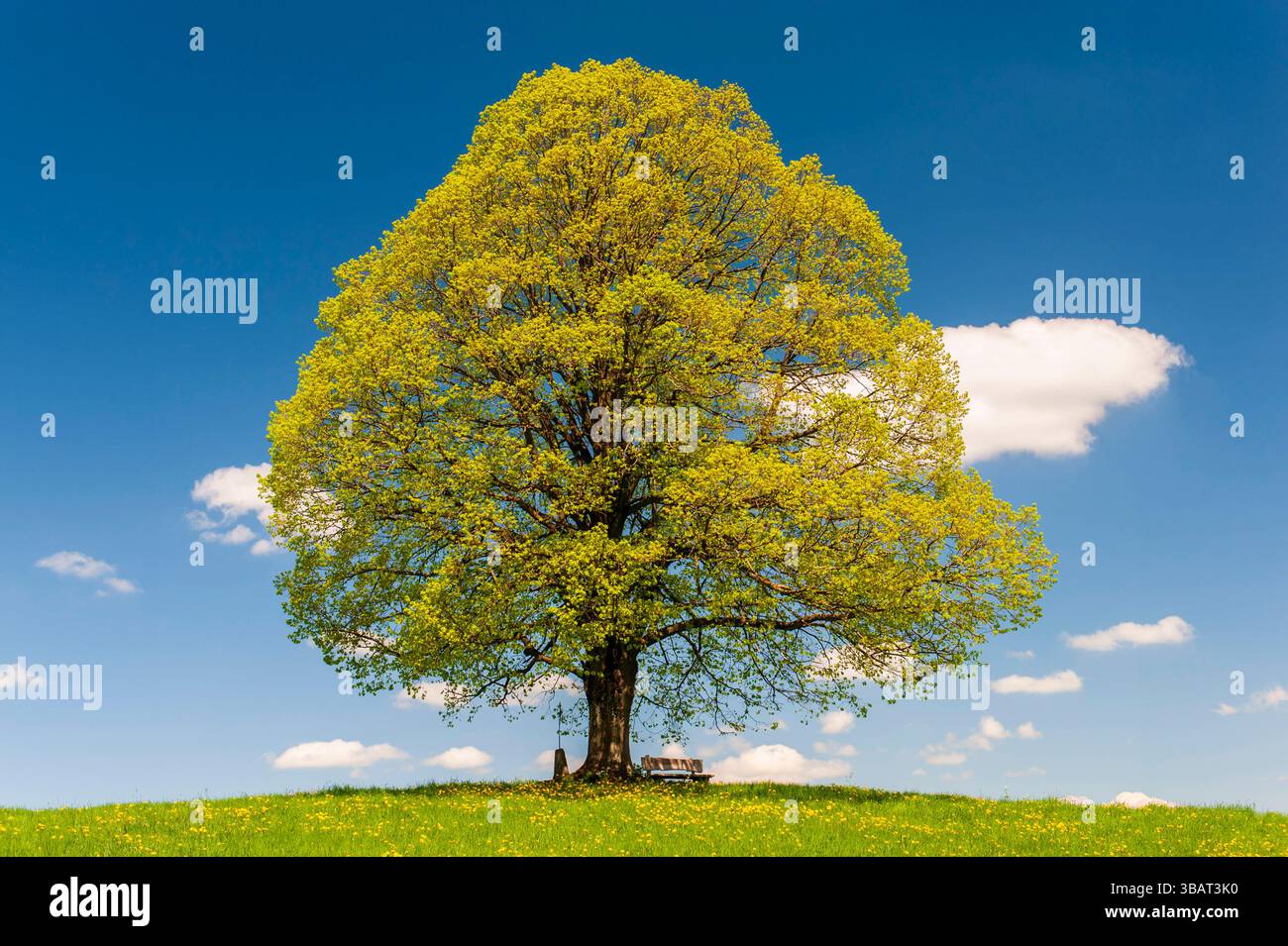 Ein Einzelbaum in einer Frühlingswiese Eine Linde als Einzelbaum steht im Frühling allein in einer Wiese im Allgäu *** A lone tree in a spring meadow Stock Photo