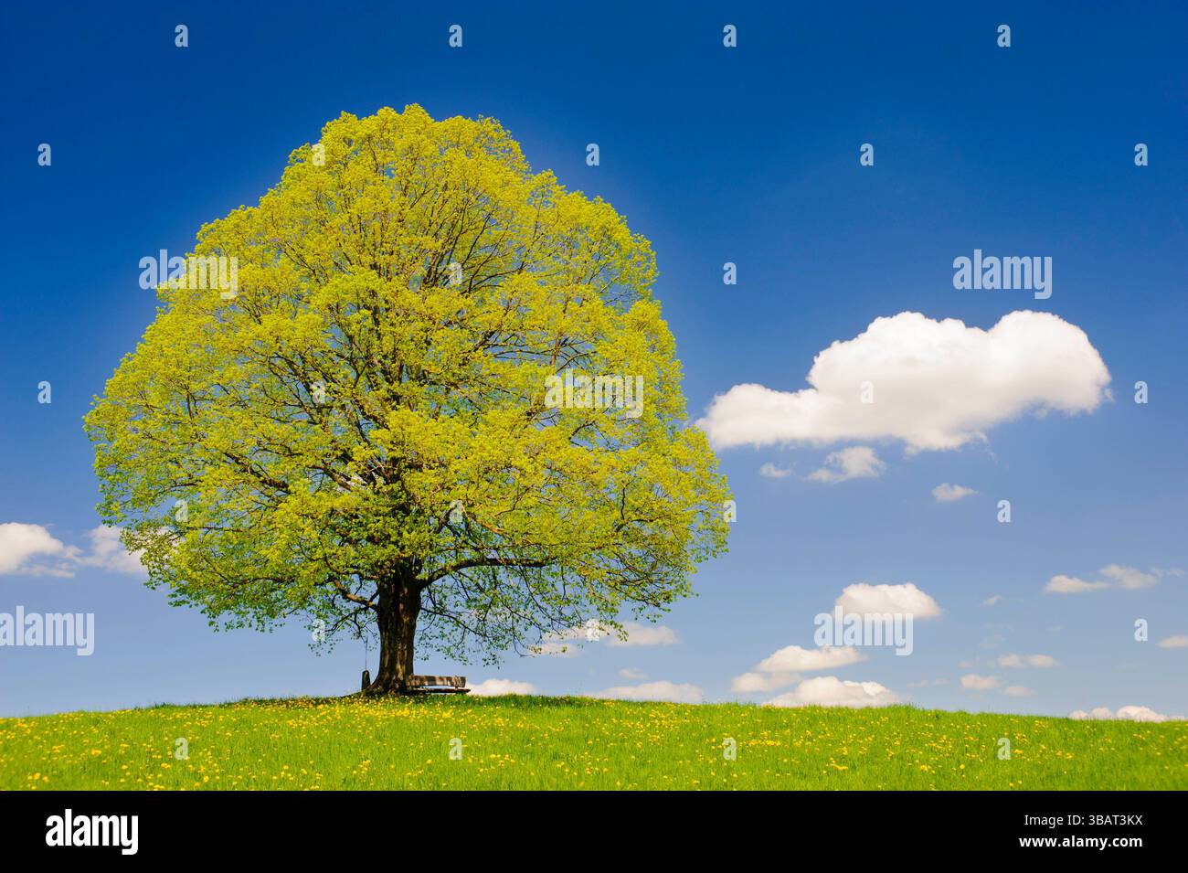 Ein Einzelbaum in einer Frühlingswiese Eine Linde als Einzelbaum steht im Frühling allein in einer Wiese im Allgäu *** A lone tree in a spring meadow Stock Photo