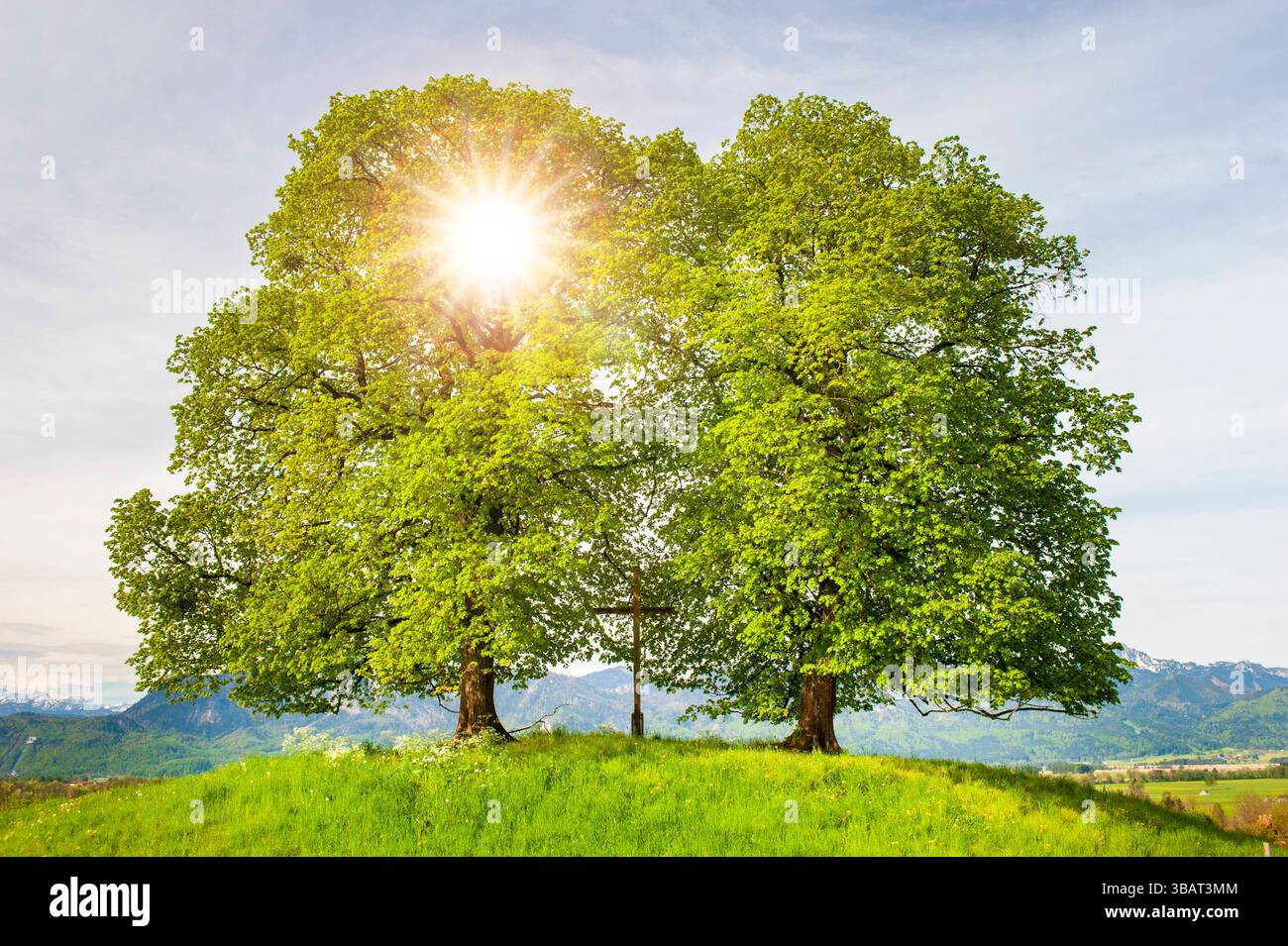 Ein Einzelbaum in einer Frühlingswiese Ein Einzelbaum steht im Frühling allein in einer Wiese - FOTOMONTAGE *** A single tree in a spring meadow A sin Stock Photo