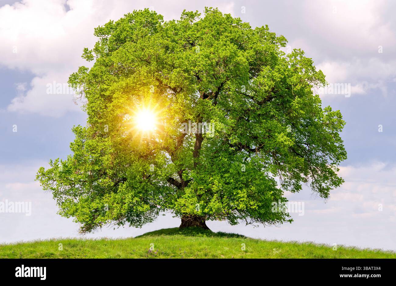 Ein Einzelbaum in einer Frühlingswiese Eine Linde als Einzelbaum steht im Frühling allein in einer Wiese - FOTOMONTAGE *** A lone tree in a spring mea Stock Photo