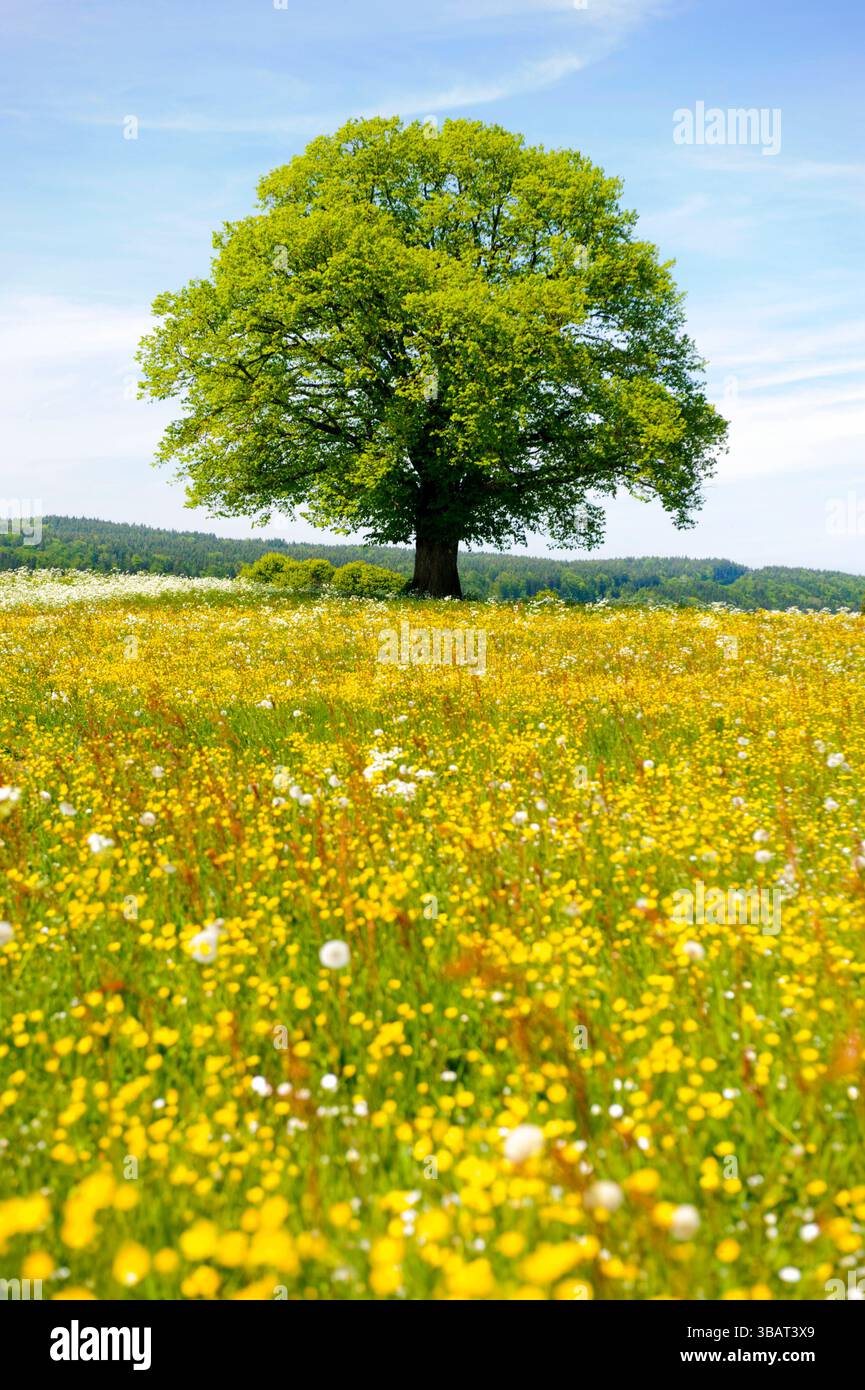 Ein Einzelbaum in einer Frühlingswiese Eine Linde als Einzelbaum steht im Frühling allein in einer Wiese im Allgäu *** A lone tree in a spring meadow Stock Photo