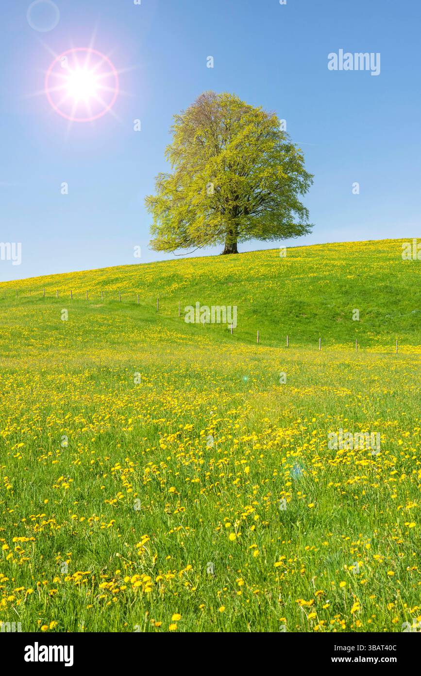 Ein Einzelbaum in einer Frühlingswiese Eine Buche als Einzelbaum steht im Frühling allein in einer Wiese im Allgäu - FOTOMONTAGE *** A solitary tree i Stock Photo