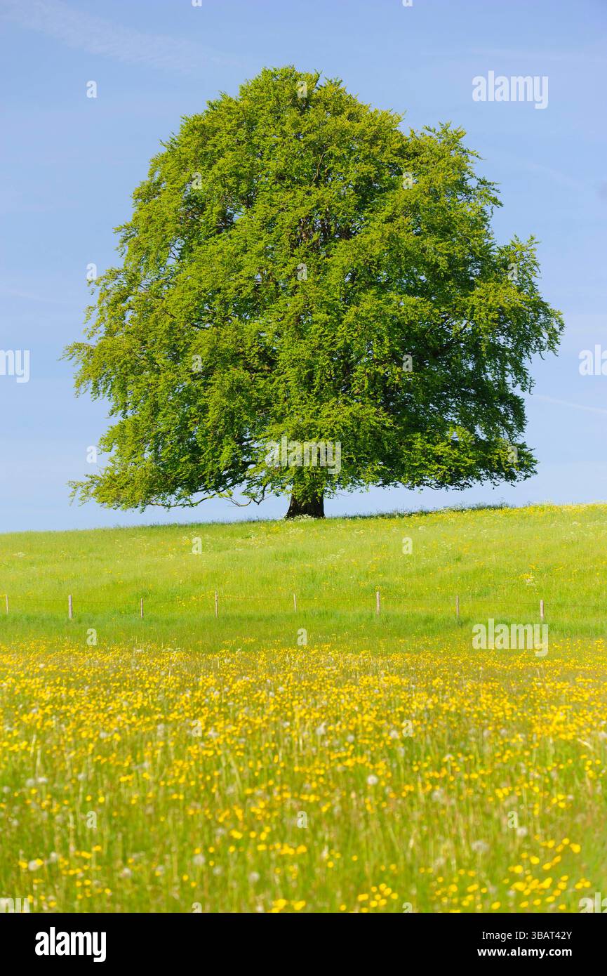 Ein Einzelbaum in einer Frühlingswiese Eine Buche als Einzelbaum steht im Frühling allein in einer Wiese im Allgäu *** A solitary tree in a spring mea Stock Photo