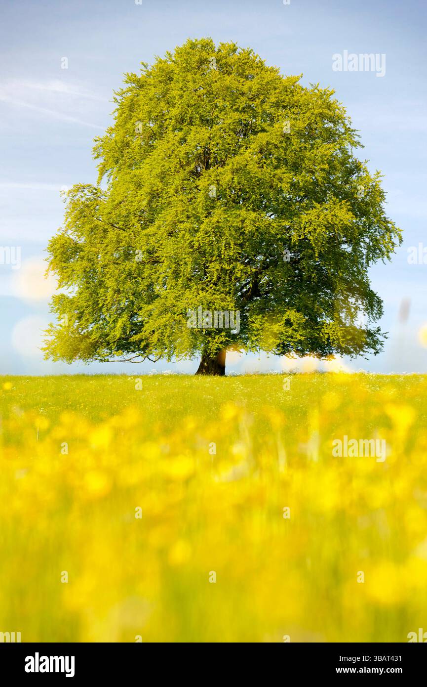Ein Einzelbaum in einer Frühlingswiese Eine Buche als Einzelbaum steht im Frühling allein in einer Wiese im Allgäu *** A solitary tree in a spring mea Stock Photo