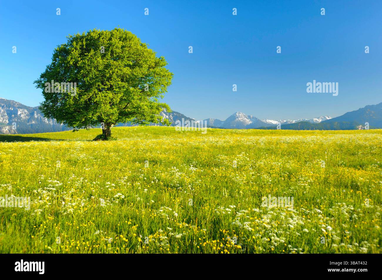 Ein Einzelbaum in einer Frühlingswiese Eine Buche als Einzelbaum steht im Frühling allein in einer Wiese im Allgäu *** A solitary tree in a spring mea Stock Photo