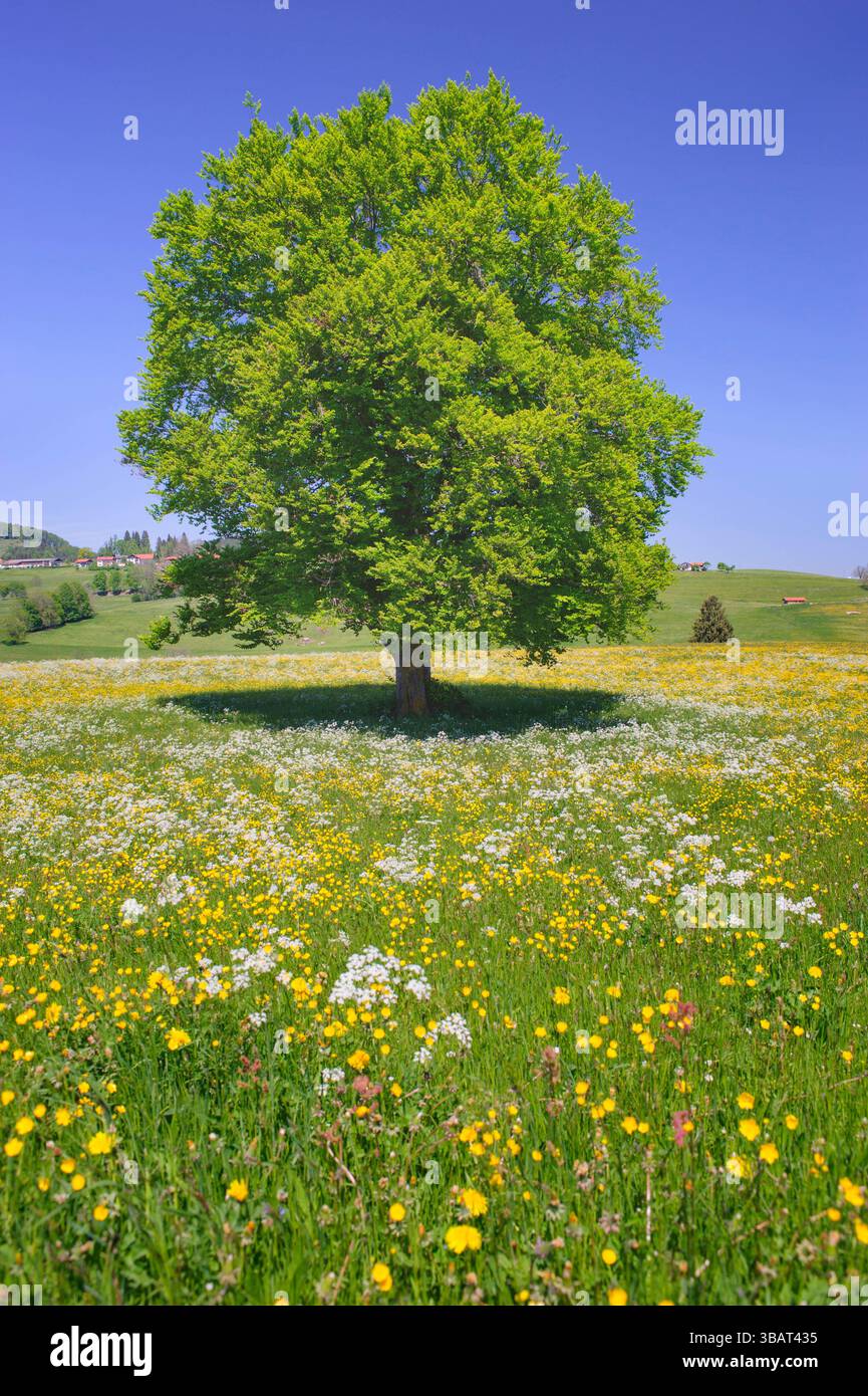 Ein Einzelbaum in einer Frühlingswiese Eine Buche als Einzelbaum steht im Frühling allein in einer Wiese im Allgäu *** A solitary tree in a spring mea Stock Photo