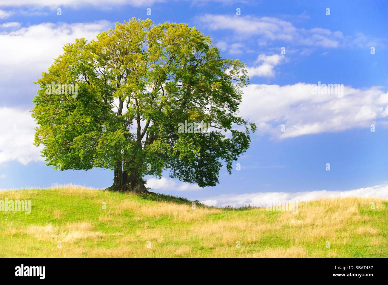 Ein Einzelbaum in einer Frühlingswiese Eine Buche als Einzelbaum steht im Frühling allein in einer Wiese im Allgäu *** A solitary tree in a spring mea Stock Photo