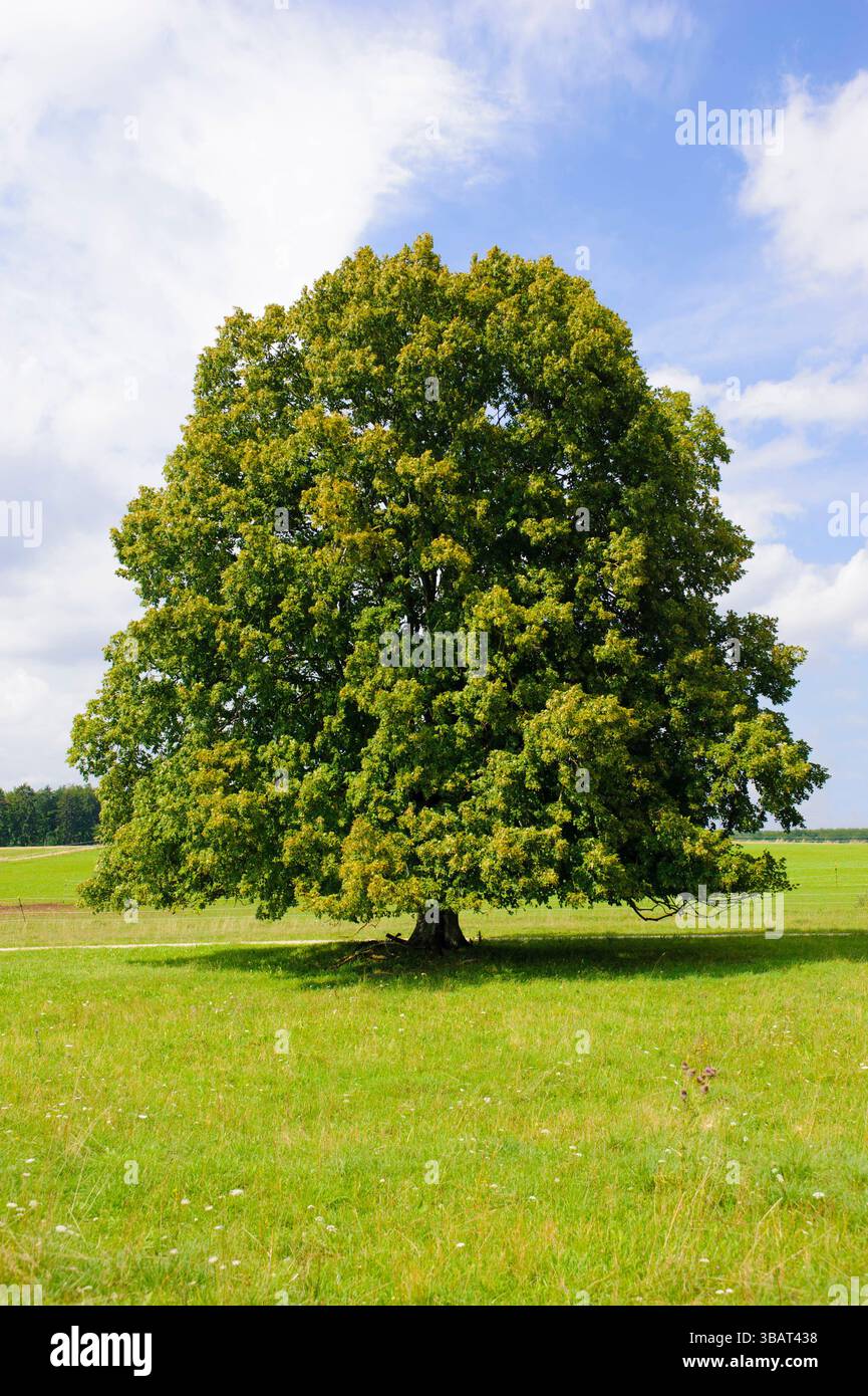 Ein Einzelbaum in einer Frühlingswiese Eine Linde als Einzelbaum steht im Frühling allein in einer Wiese im Allgäu *** A lone tree in a spring meadow Stock Photo