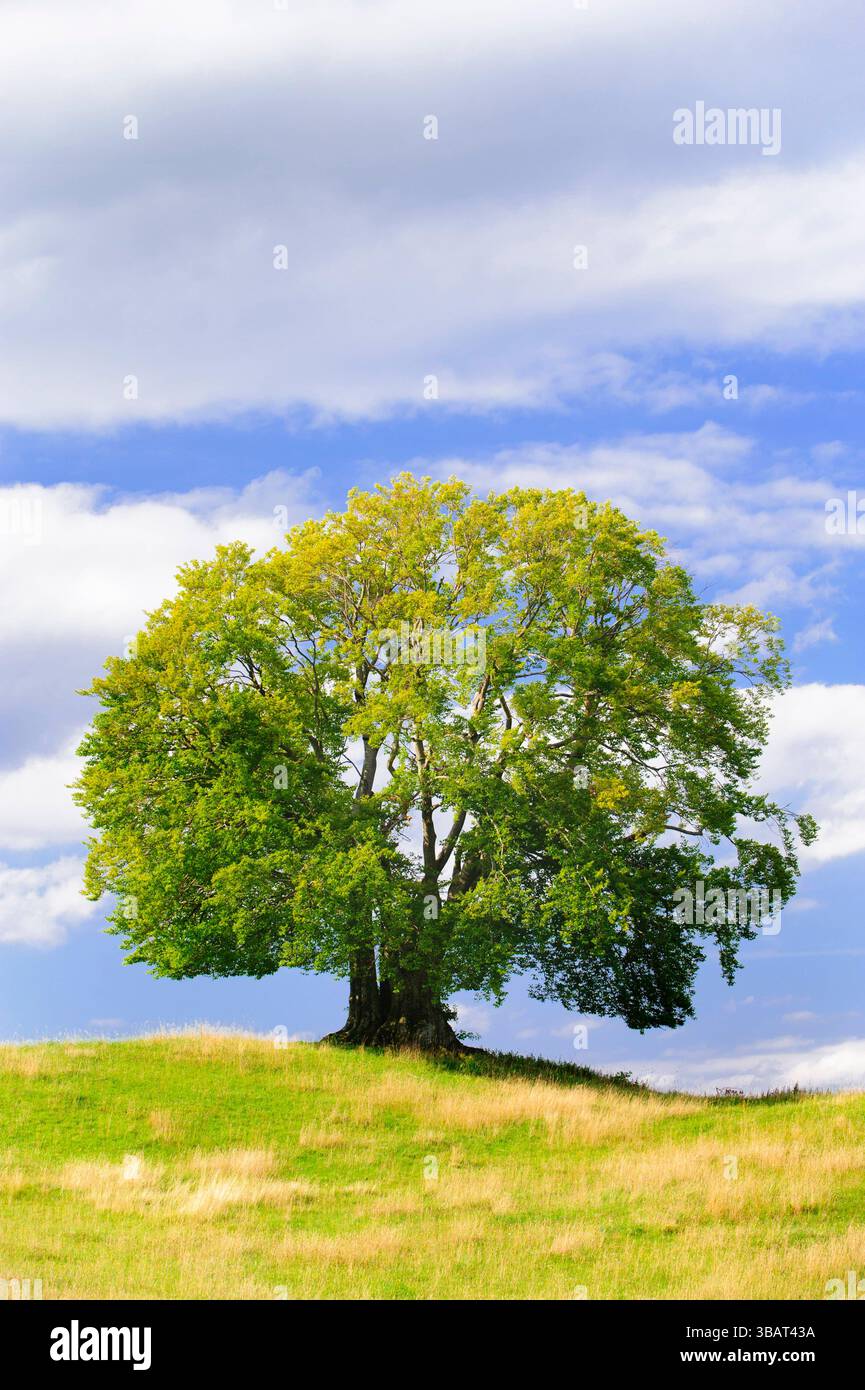 Ein Einzelbaum in einer Frühlingswiese Eine Buche als Einzelbaum steht im Frühling allein in einer Wiese im Allgäu *** A solitary tree in a spring mea Stock Photo