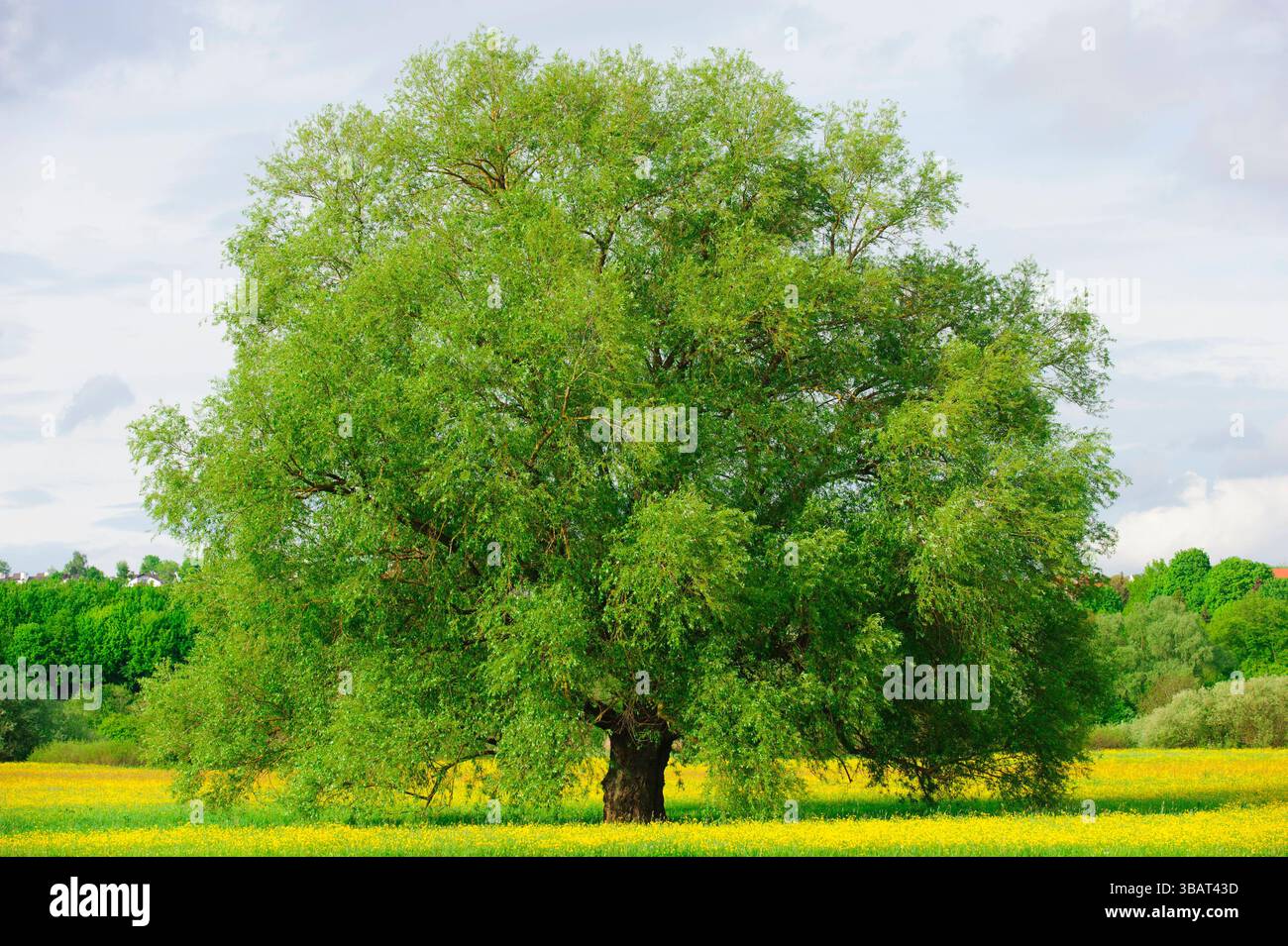 Ein Einzelbaum in einer Frühlingswiese Eine Weide als Einzelbaum steht im Frühling allein in einer Wiese im Allgäu *** A lone tree in a spring meadow Stock Photo