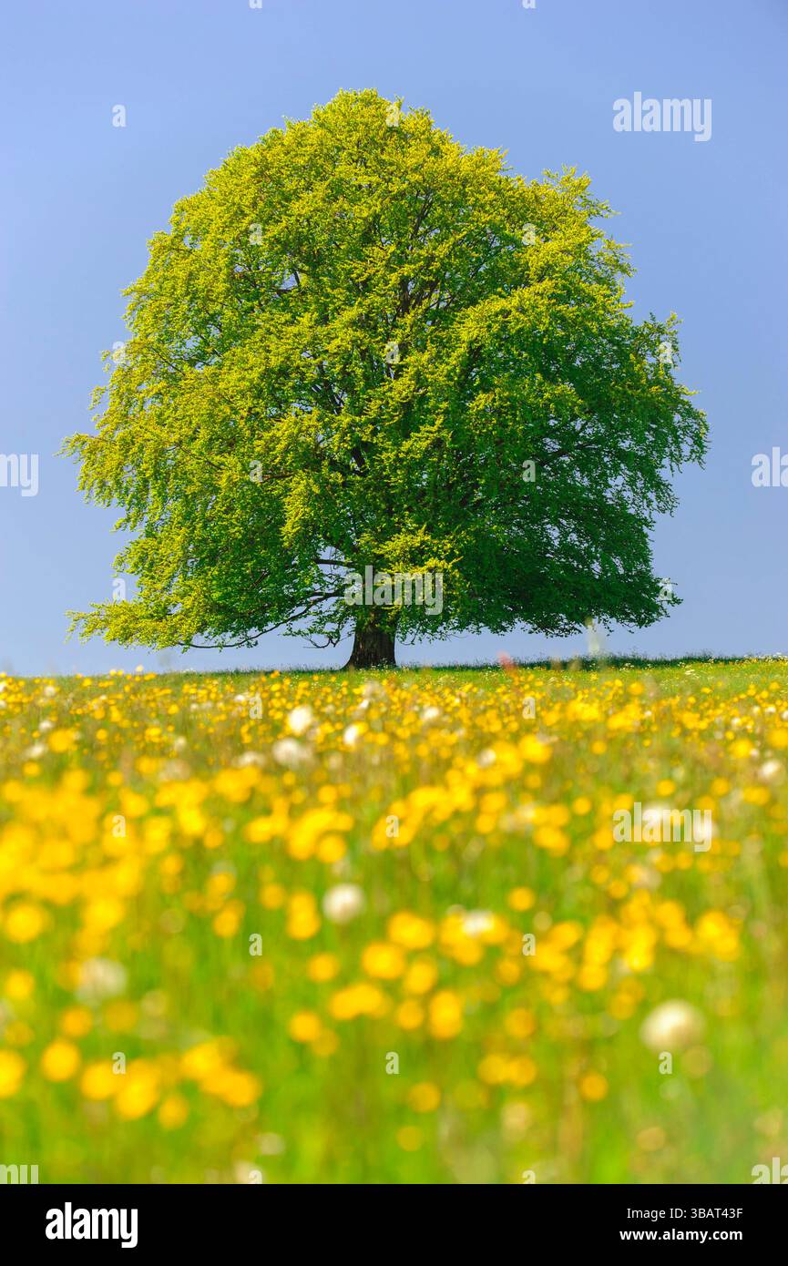 Ein Einzelbaum in einer Frühlingswiese Eine Buche als Einzelbaum steht im Frühling allein in einer Wiese im Allgäu *** A solitary tree in a spring mea Stock Photo