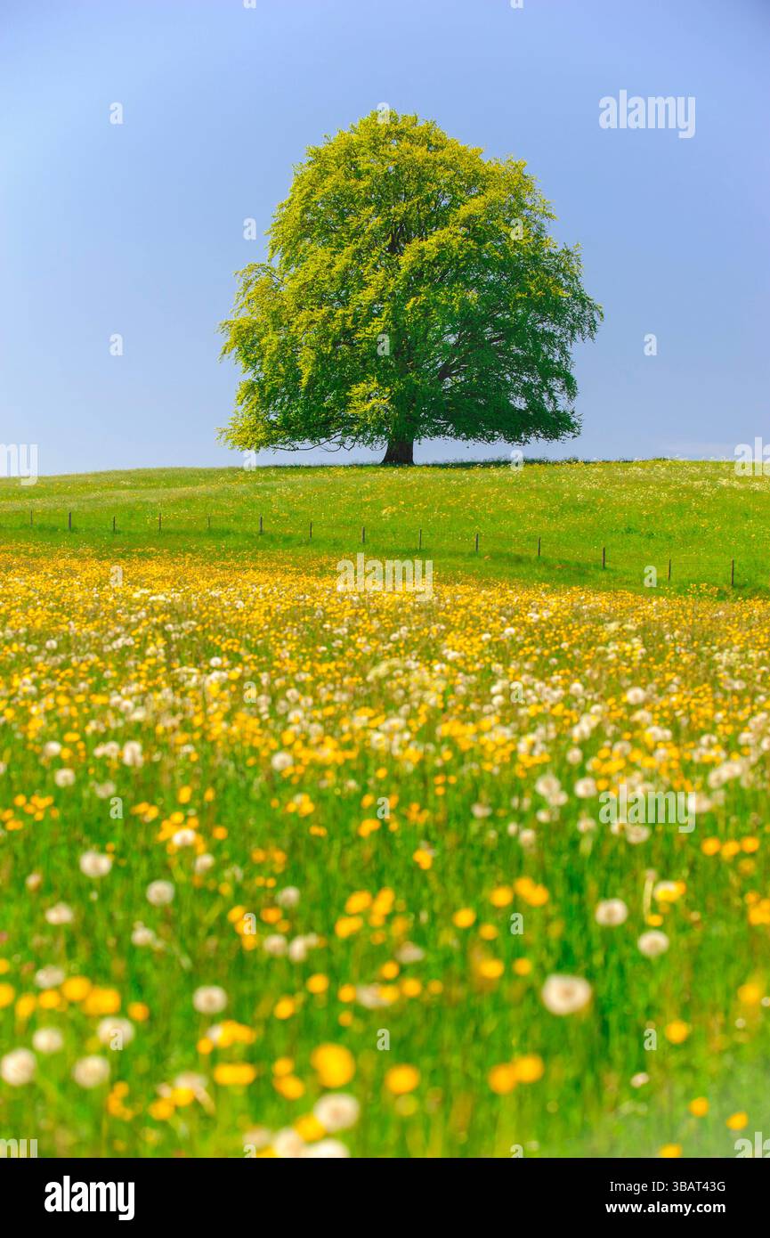 Ein Einzelbaum in einer Frühlingswiese Eine Buche als Einzelbaum steht im Frühling allein in einer Wiese im Allgäu *** A solitary tree in a spring mea Stock Photo