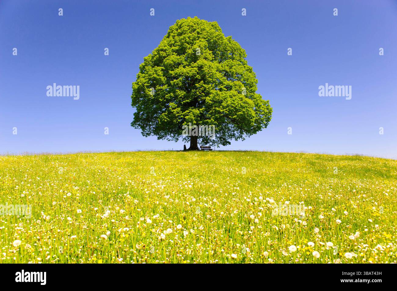 Ein Einzelbaum in einer Frühlingswiese Eine Linde als Einzelbaum steht im Frühling allein in einer Wiese im Allgäu *** A lone tree in a spring meadow Stock Photo