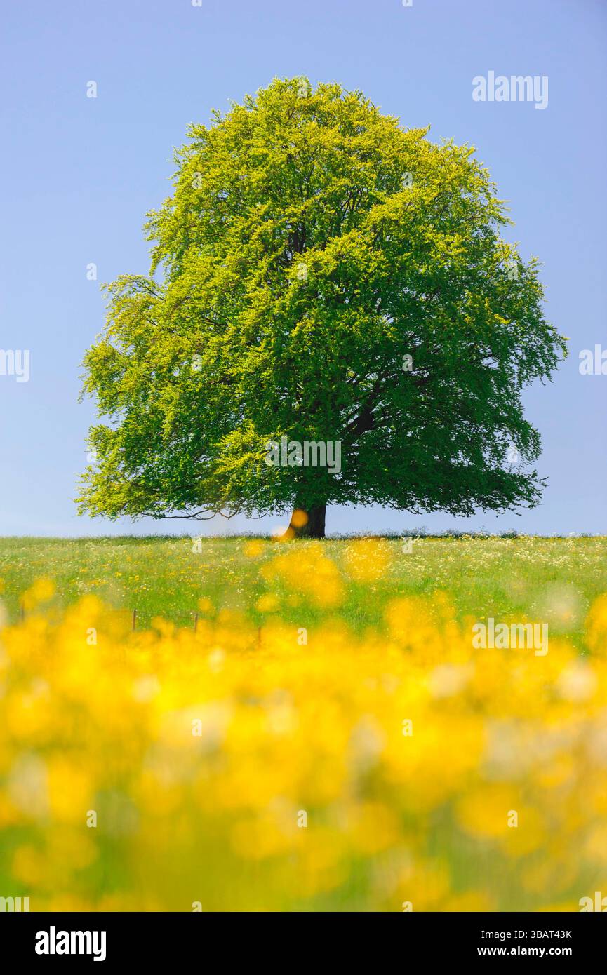 Ein Einzelbaum in einer Frühlingswiese Eine Buche als Einzelbaum steht im Frühling allein in einer Wiese im Allgäu *** A solitary tree in a spring mea Stock Photo