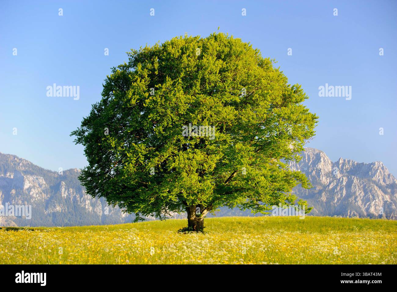 Ein Einzelbaum in einer Frühlingswiese Eine Buche als Einzelbaum steht im Frühling allein in einer Wiese im Allgäu *** A solitary tree in a spring mea Stock Photo