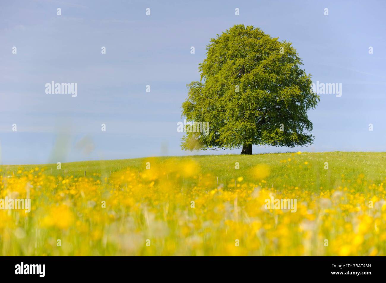 Ein Einzelbaum in einer Frühlingswiese Eine Buche als Einzelbaum steht im Frühling allein in einer Wiese im Allgäu *** A solitary tree in a spring mea Stock Photo