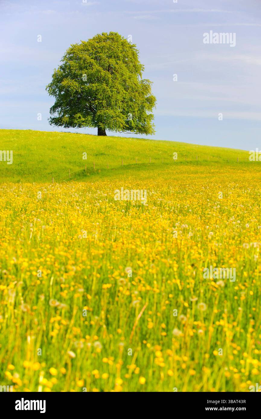 Ein Einzelbaum in einer Frühlingswiese Eine Buche als Einzelbaum steht im Frühling allein in einer Wiese im Allgäu *** A solitary tree in a spring mea Stock Photo