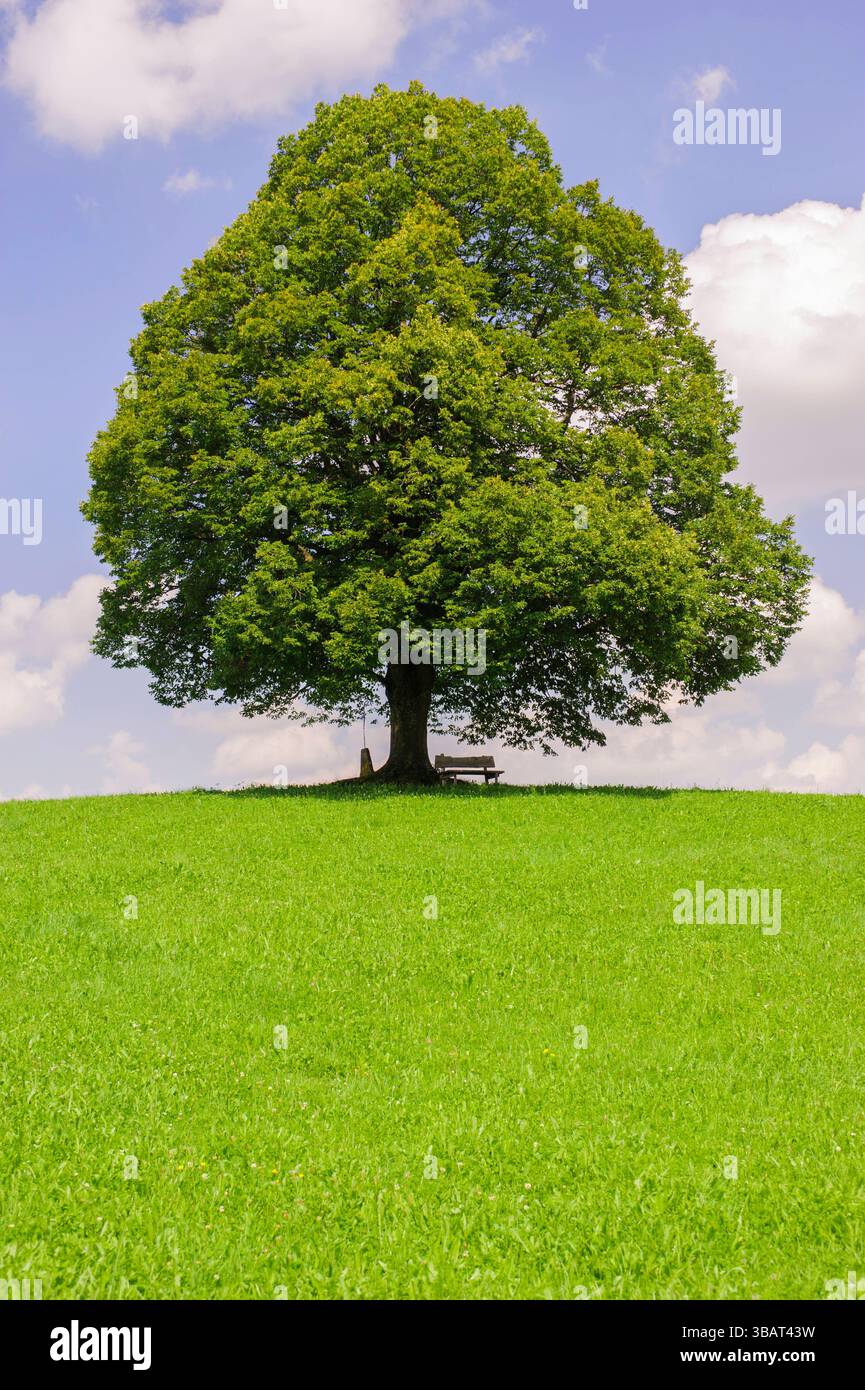 Ein Einzelbaum in einer Frühlingswiese Eine Linde als Einzelbaum steht im Frühling allein in einer Wiese im Allgäu *** A lone tree in a spring meadow Stock Photo
