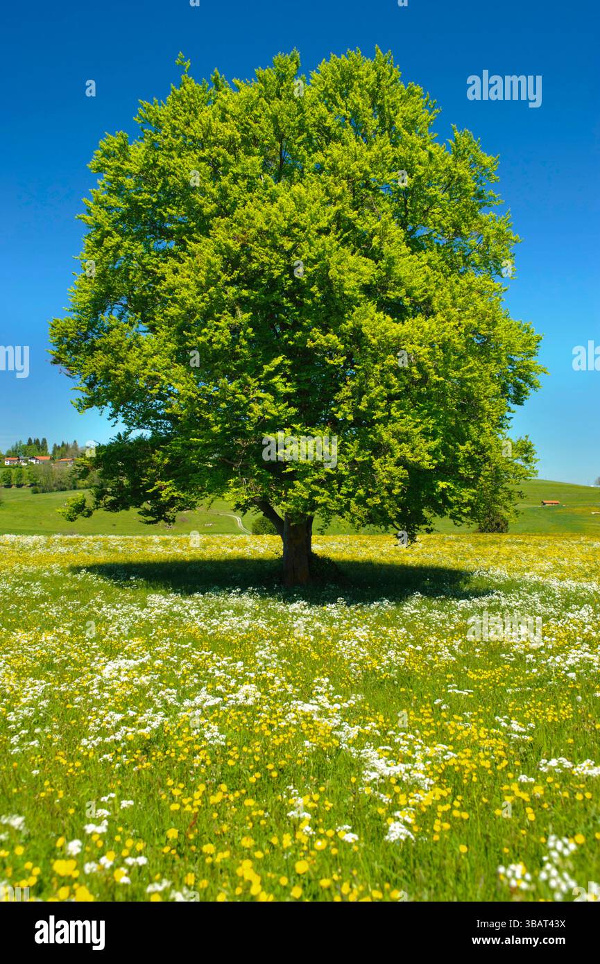 Ein Einzelbaum in einer Frühlingswiese Eine Buche als Einzelbaum steht im Frühling allein in einer Wiese im Allgäu *** A solitary tree in a spring mea Stock Photo