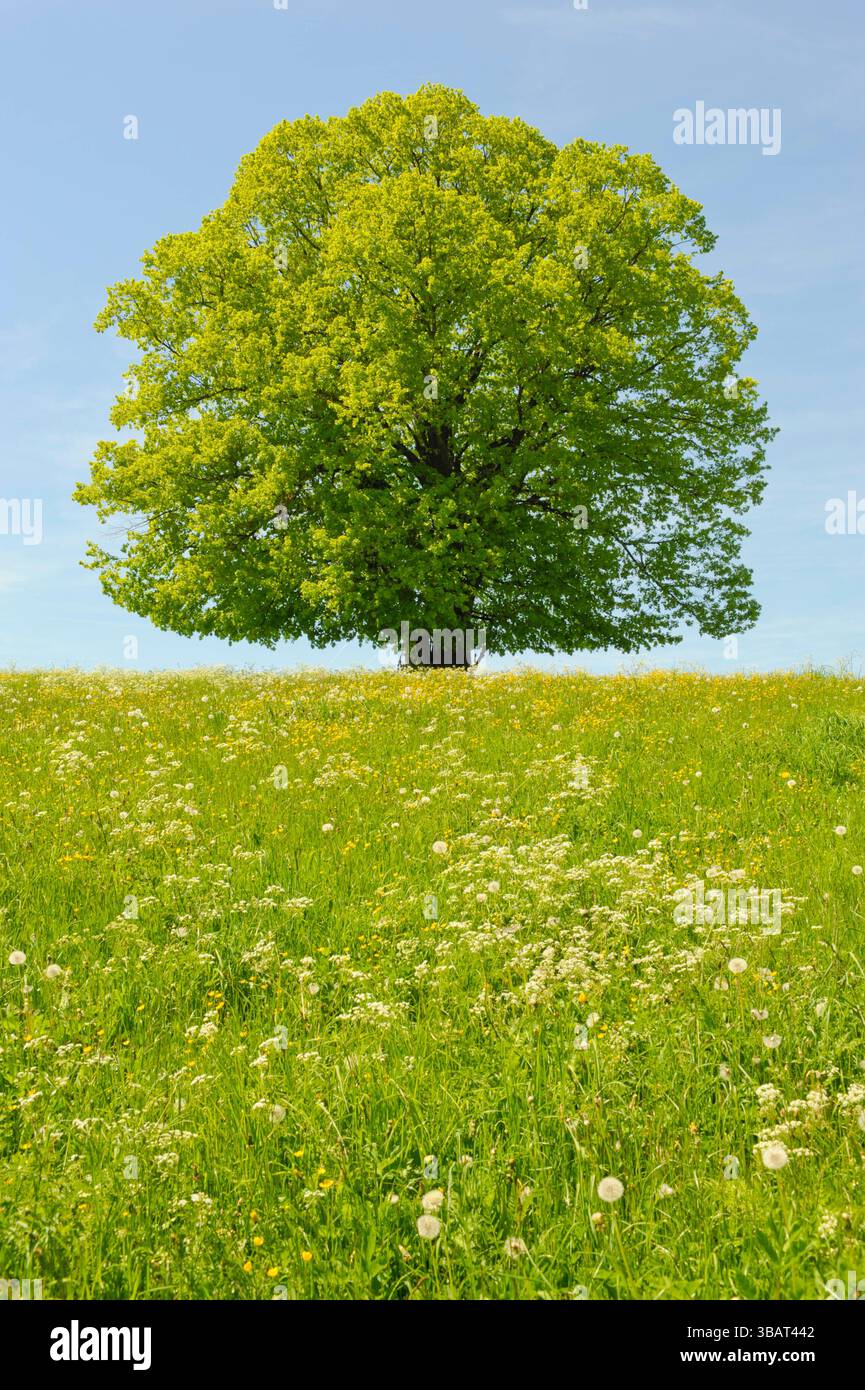 Ein Einzelbaum in einer Frühlingswiese Eine Linde als Einzelbaum steht im Frühling allein in einer Wiese im Allgäu *** A lone tree in a spring meadow Stock Photo