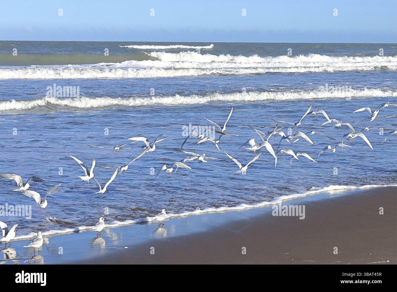 Volando! Stock Photo