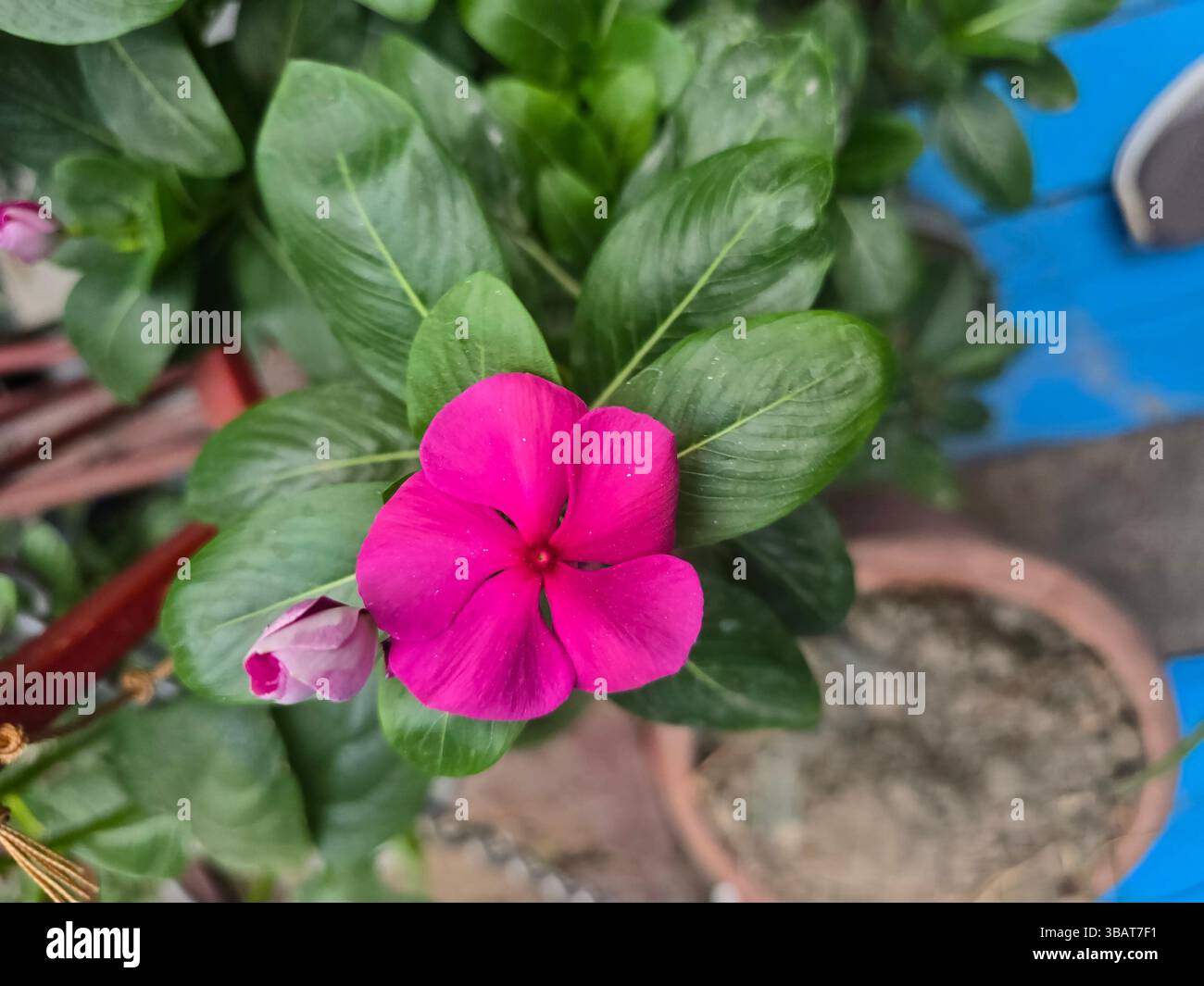 A detailed view highlighting the vivid magenta flower and verdant oval leaves of the rose periwinkle - Smartphone Captured Stock Image