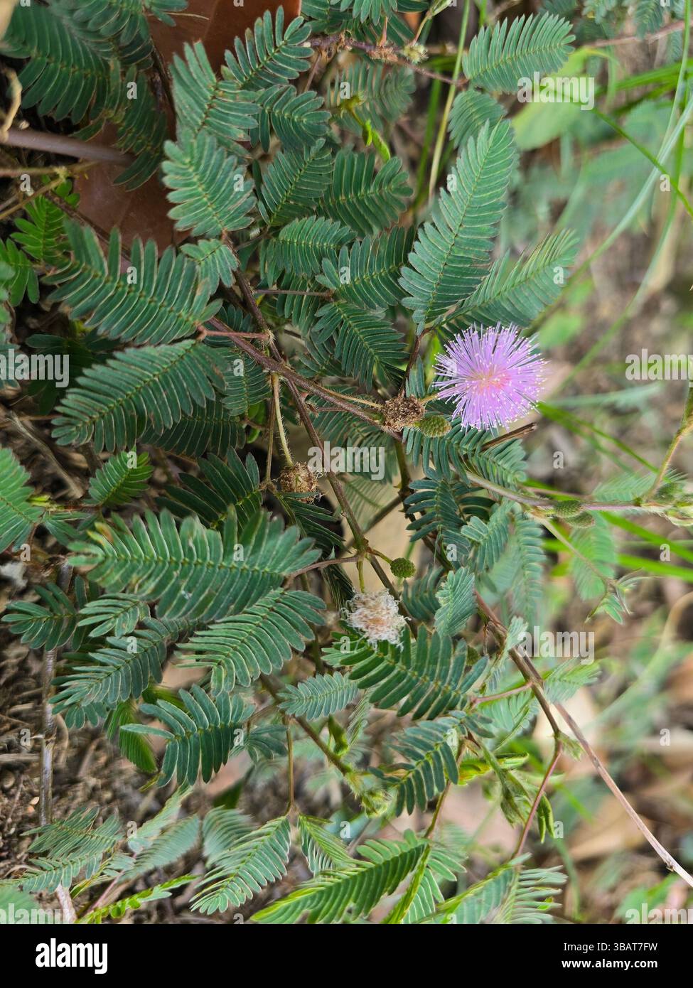 Discover the intriguing rapid plant movement of the sensitive plant Mimosa pudica in nature - Smartphone Captured Stock Image