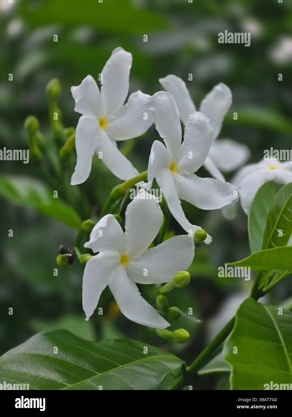 Explore the lush foliage and fragrant snow white blooms of the crepe jasmine shrub in natural light - Smartphone Captured Stock Image