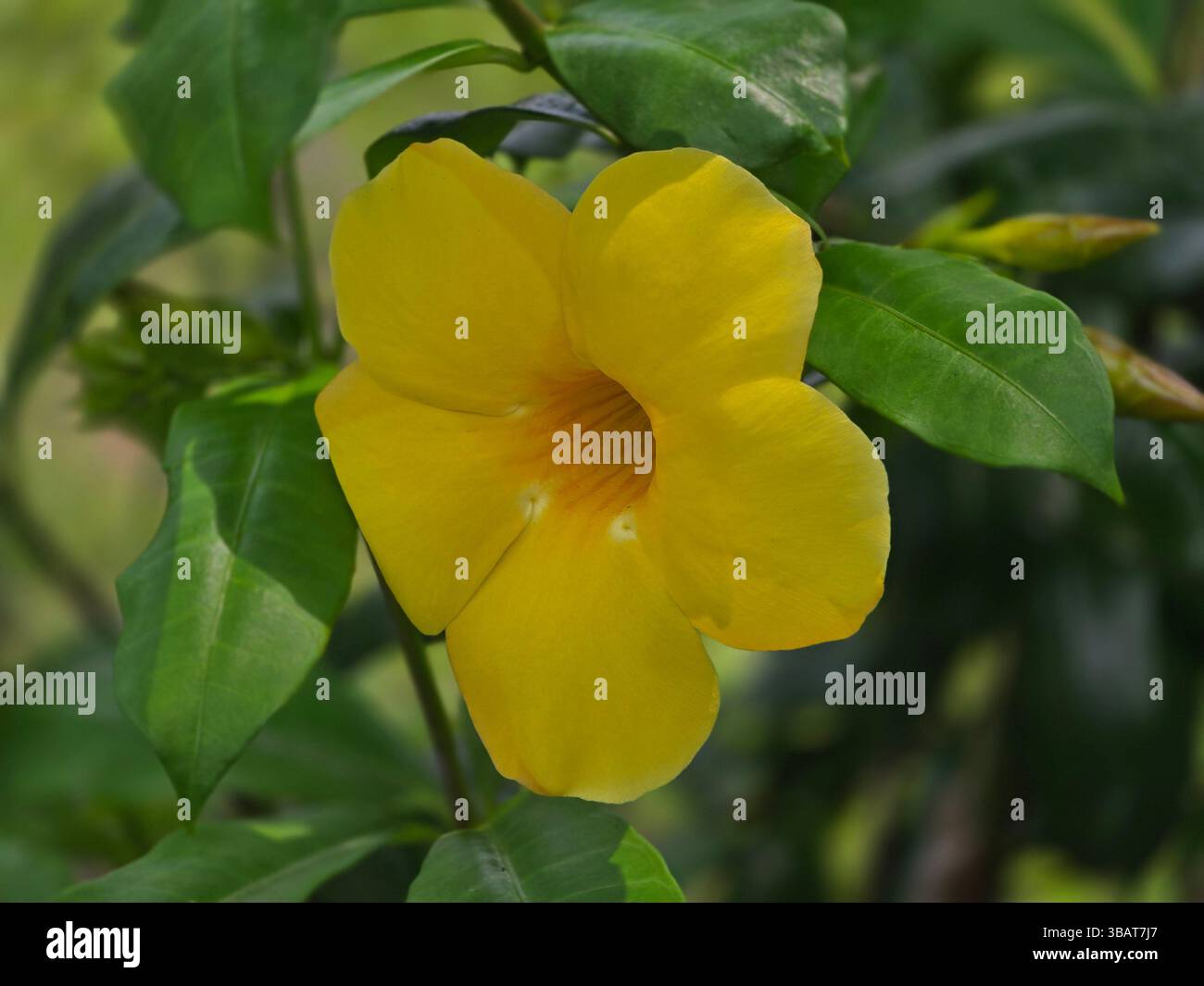 Witness the captivating funnel shaped yellow petals and prominent throat of the Allamanda flower - Smartphone Captured Stock Image