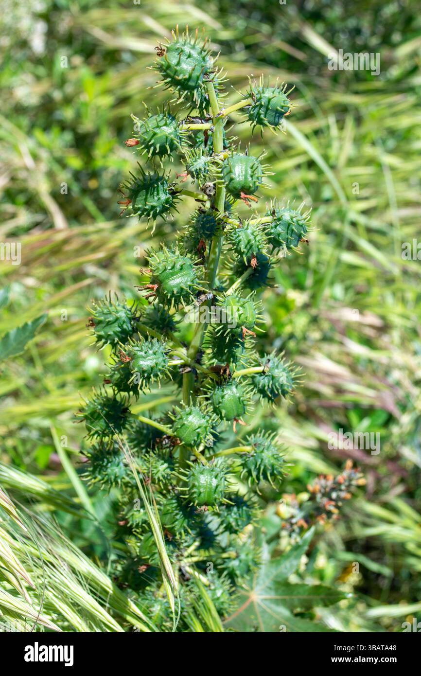 Planta de veneno hi-res stock photography and images - Alamy