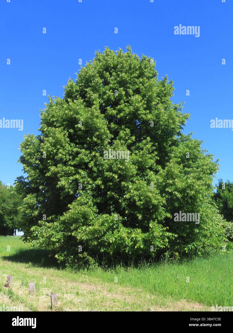 Stately Tree ...ein stattlicher Baum - diese Sommerlinde... Sommerlinde mit ...