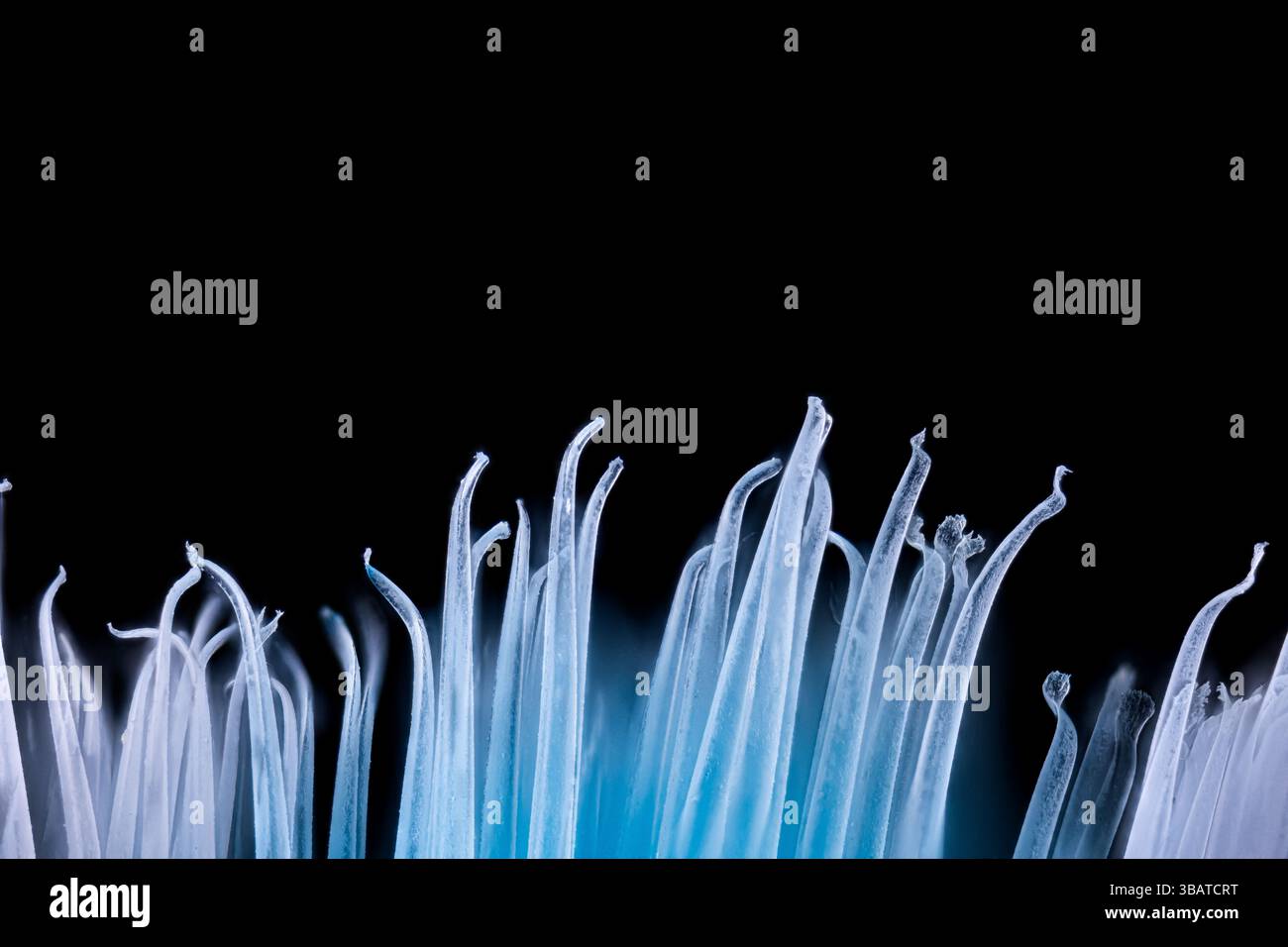 micro photography, extreme close up used blue toothbrush bristles Stock Photo