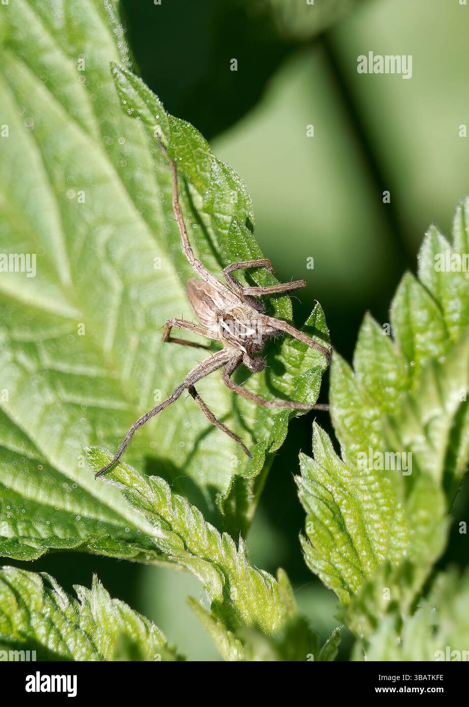 Csodaspok hi-res stock photography and images - Alamy