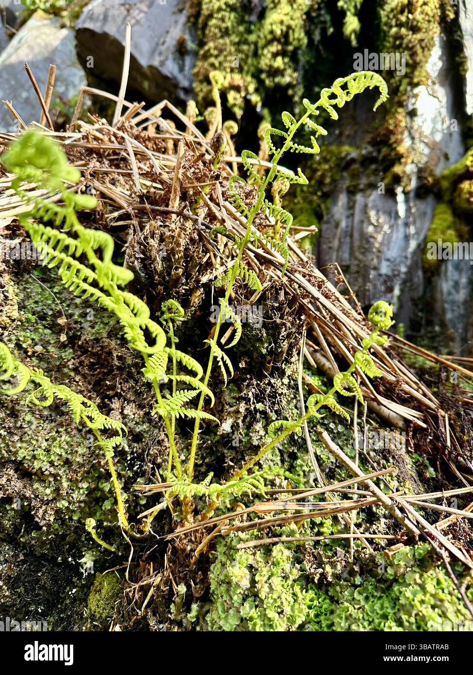 Close-up of fern growing from mossy rock with slate face in background at Dinorwic Quarry, Llanberis, North Wales, UK. - Smartphone Captured Stock Image