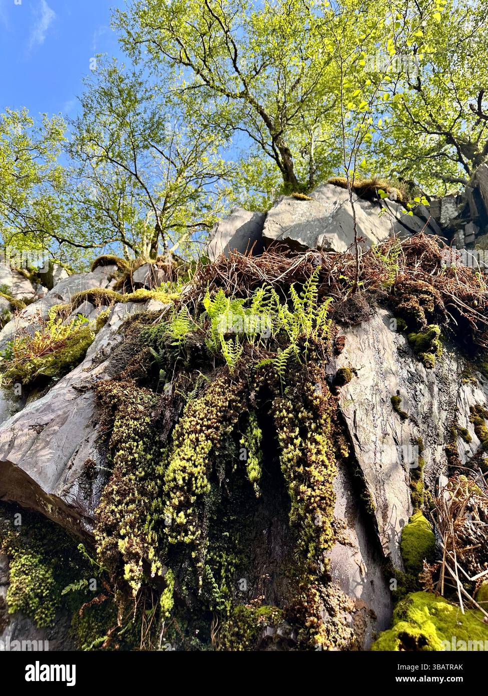 Looking up at dramatic slate cliffs in Dinorwic Quarry, Llanberis, North Wales, with wild ferns and trees growing from the rock face under blue sky. - Smartphone Captured Stock Image
