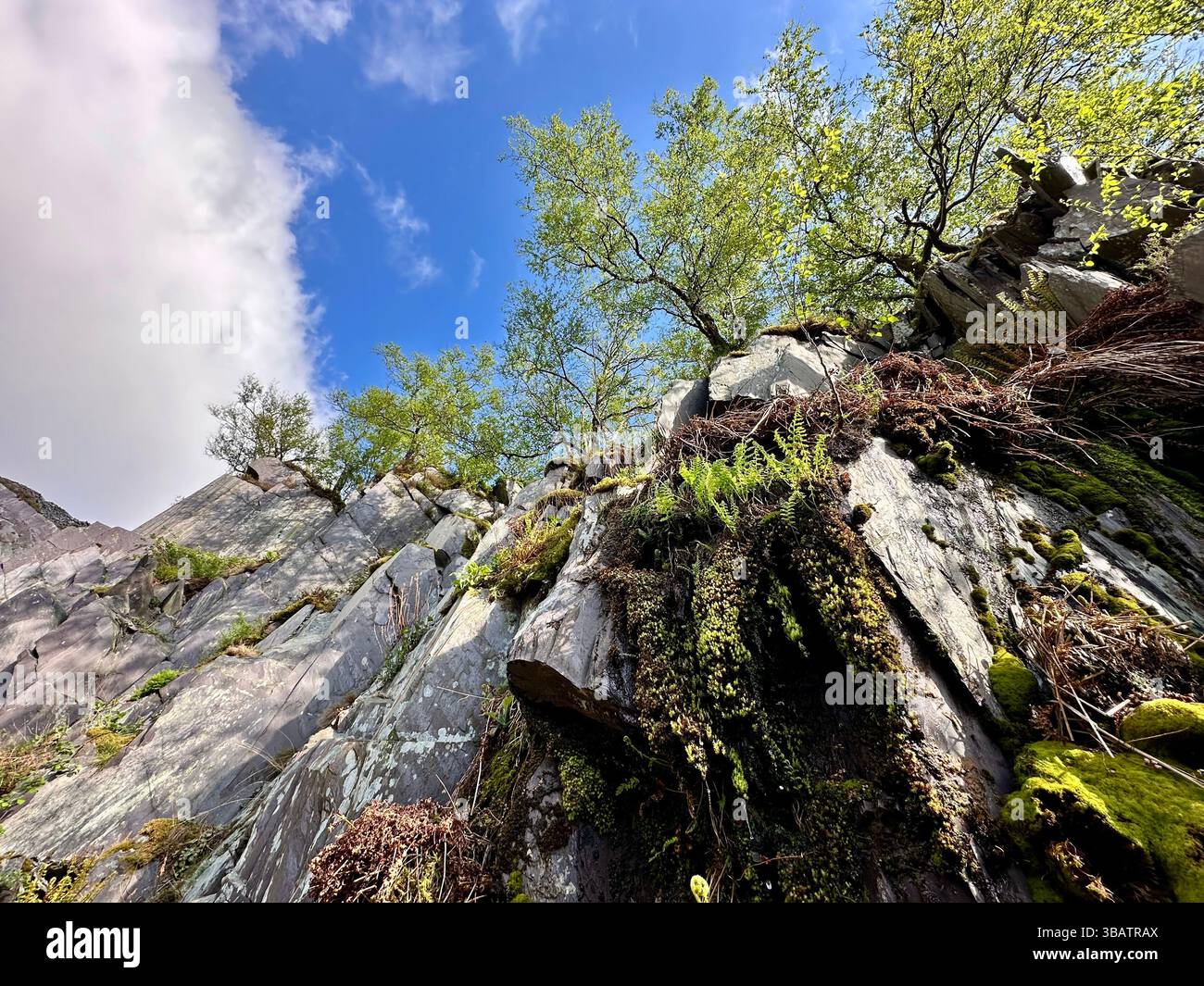 Looking up at dramatic slate cliffs in Dinorwic Quarry, Llanberis, North Wales, with wild ferns and trees growing from the rock face under blue sky. - Smartphone Captured Stock Image