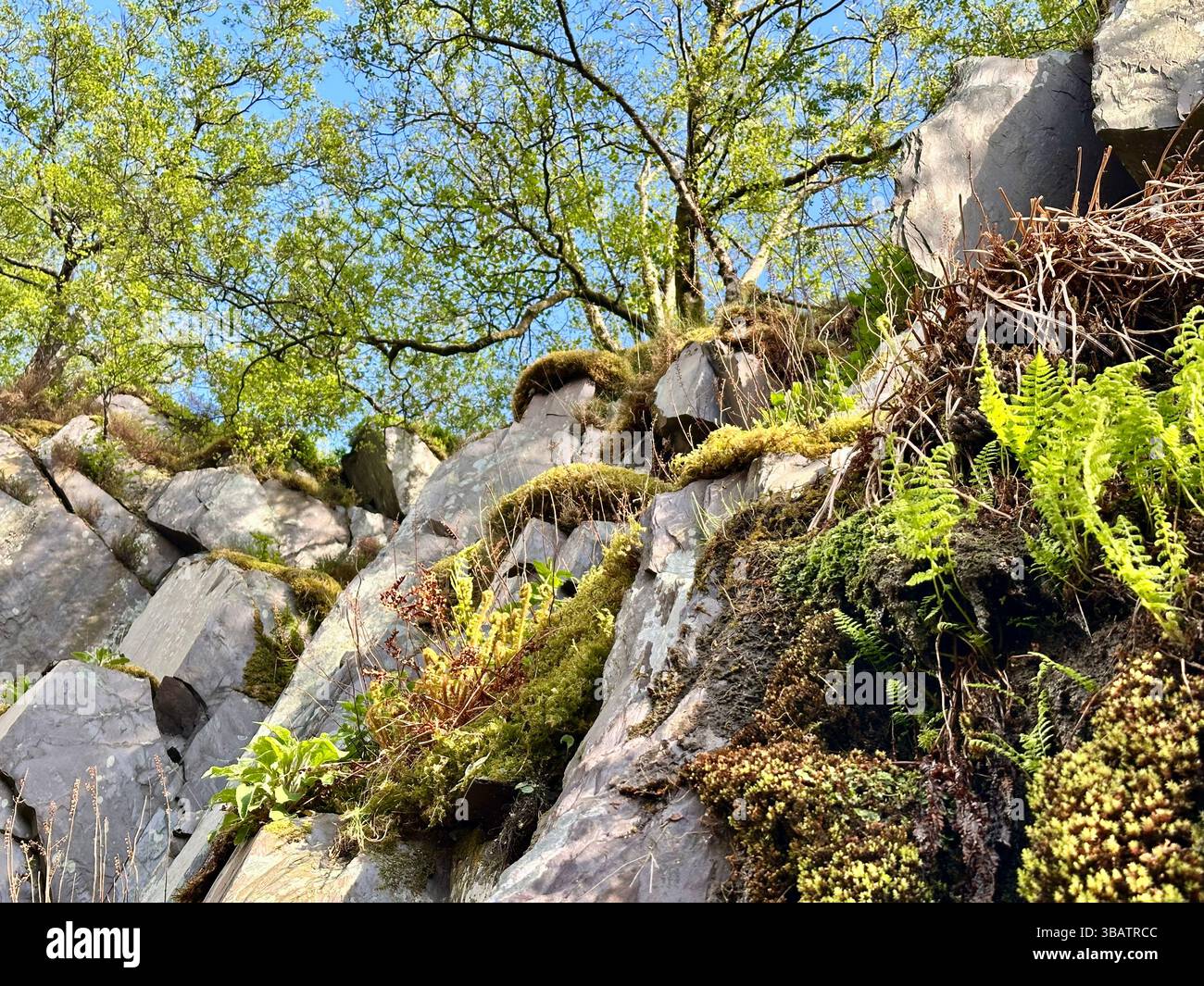 Looking up at dramatic slate cliffs in Dinorwic Quarry, Llanberis, North Wales, with wild ferns and trees growing from the rock face under blue sky. - Smartphone Captured Stock Image