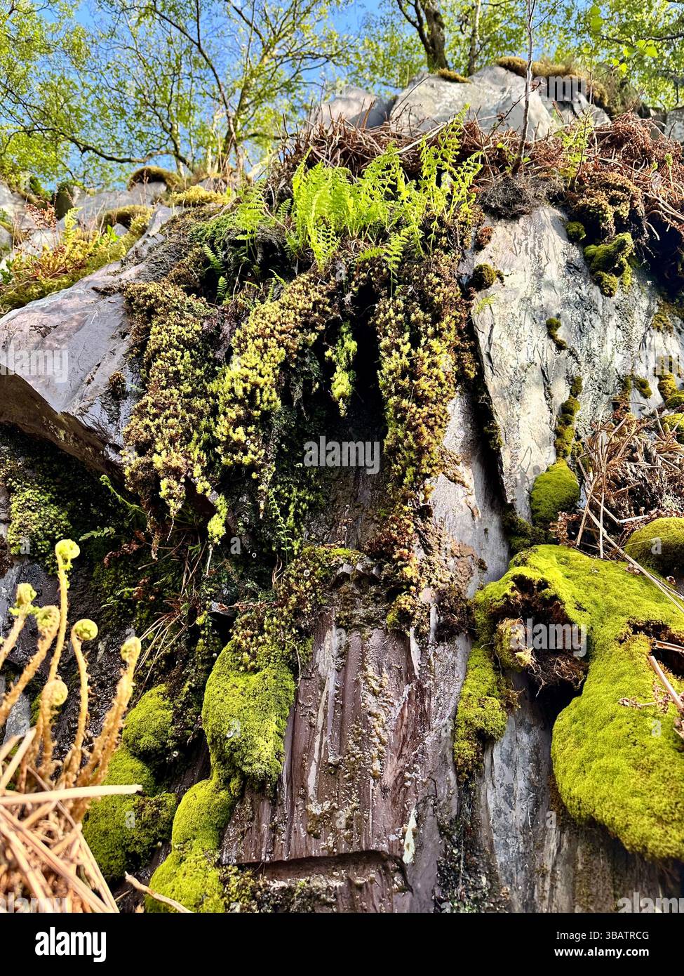 Looking up at dramatic slate cliffs in Dinorwic Quarry, Llanberis, North Wales, with wild ferns and trees growing from the rock face under blue sky. - Smartphone Captured Stock Image