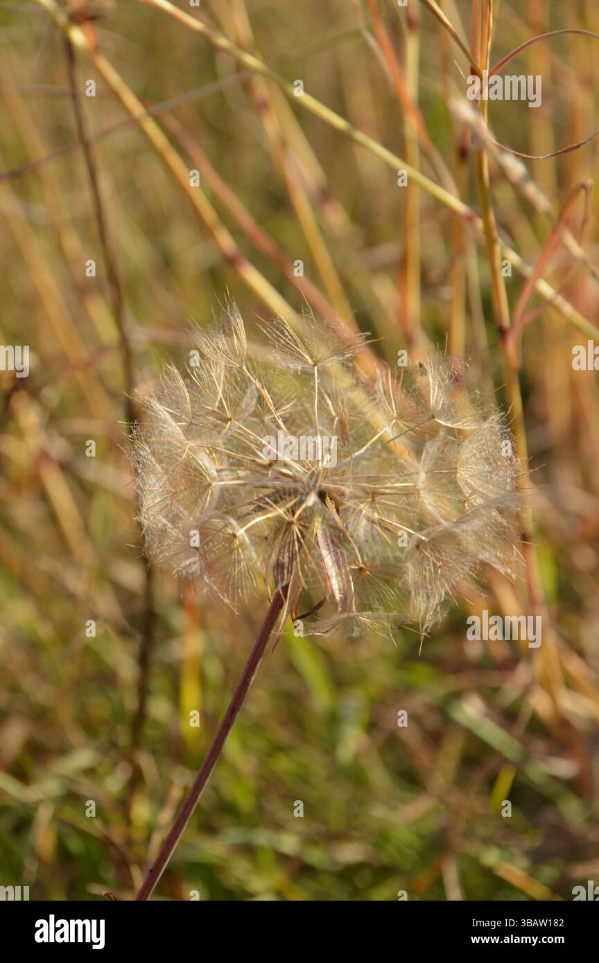 Dandelion in the autumn meadow. Stock Photo