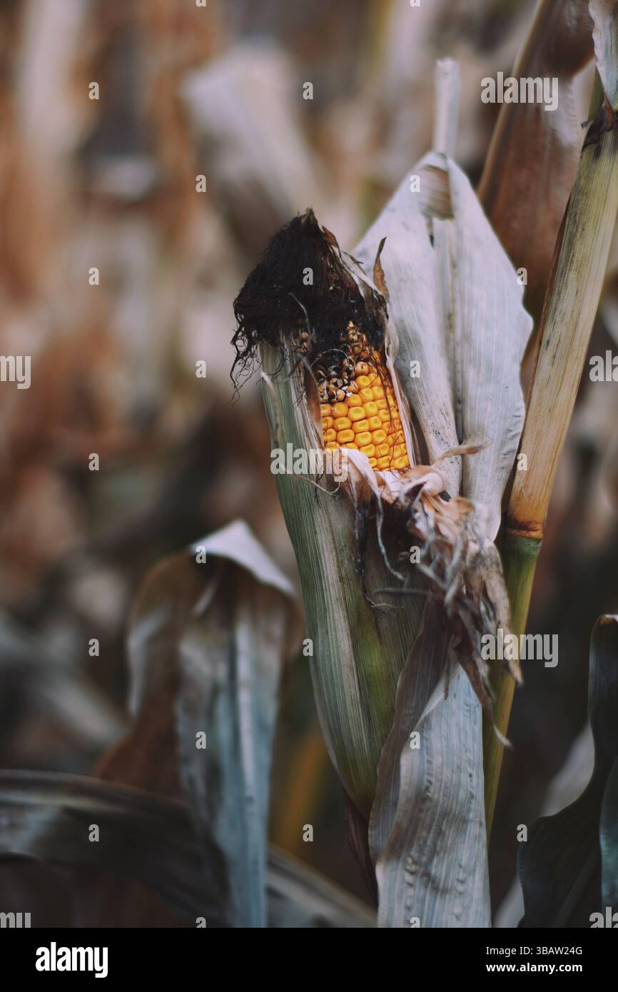 Husk mature dried corn hi-res stock photography and images - Alamy