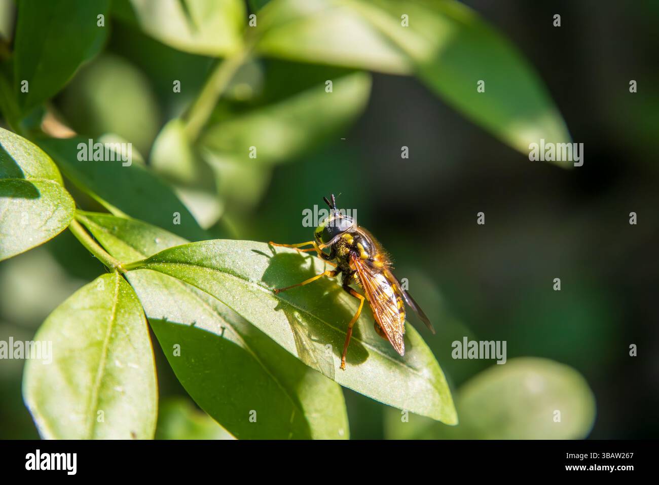 Liguster hecke hi-res stock photography and images - Alamy